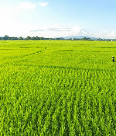 Agriculture